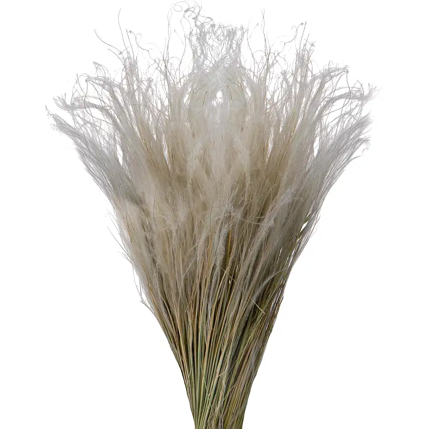 4 Mazzo • Stipa Pennata naturale •  30 cm