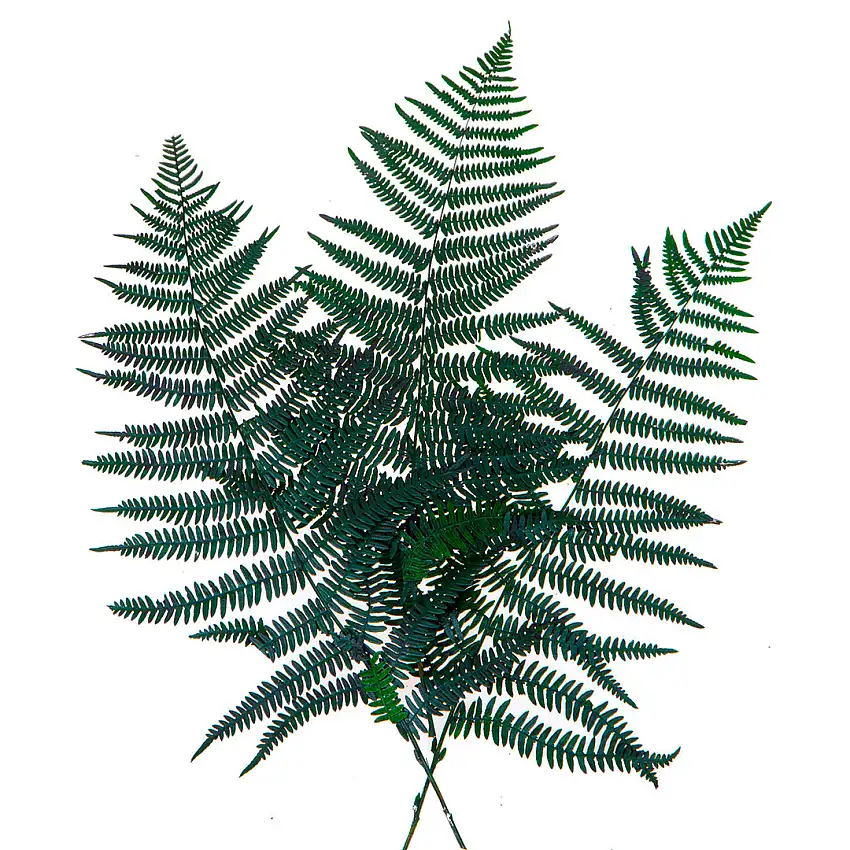 2 Pezzi • Felce bosco preservata 60 pezzi circa • 60 cm