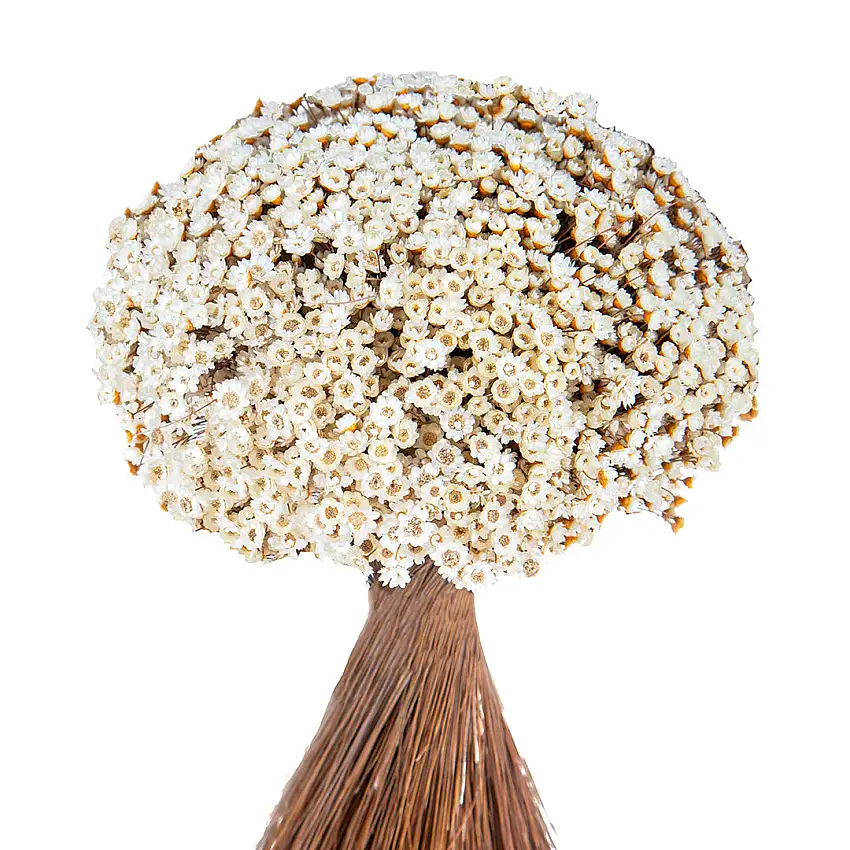 4 Pezzi • Mazzo glixia pe liso • 50 cm