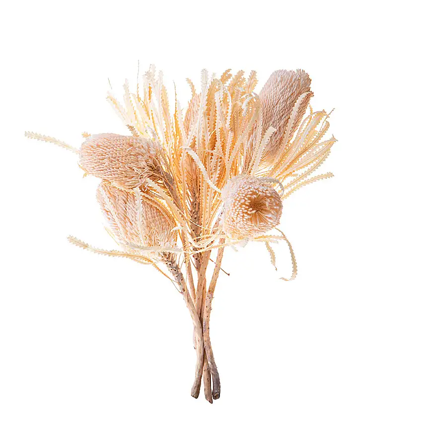 3 Pezzi • Banksia hookerana • 40 cm