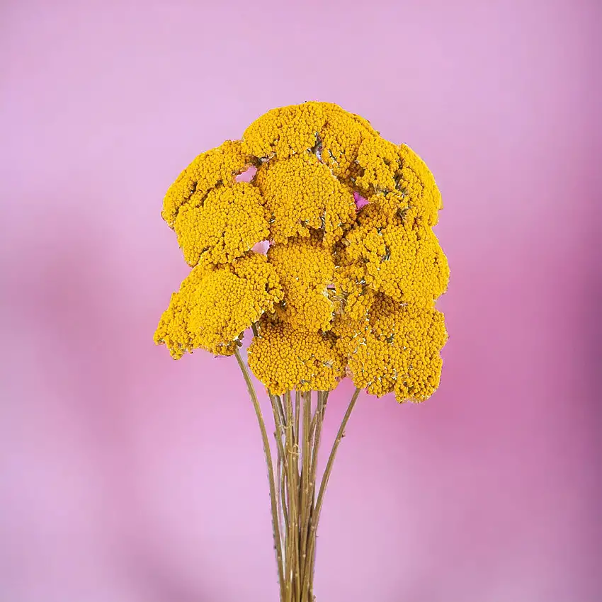 4 Pezzi • Achillea filipendula • 80 cm