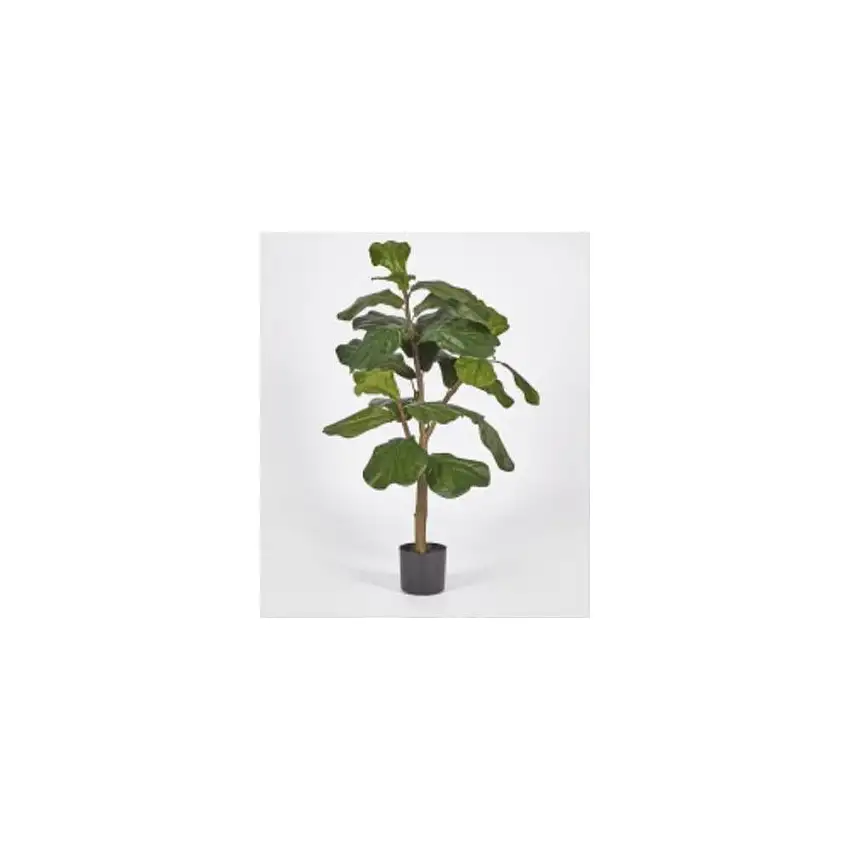 EDG - Ficus Lyrata Con Vaso H092(24Fg)