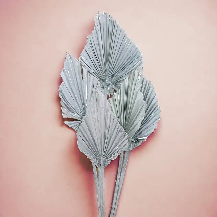 6 Pezzi • Palm spear 5 mazzi da 10 pezzi calcinata • 55 cm