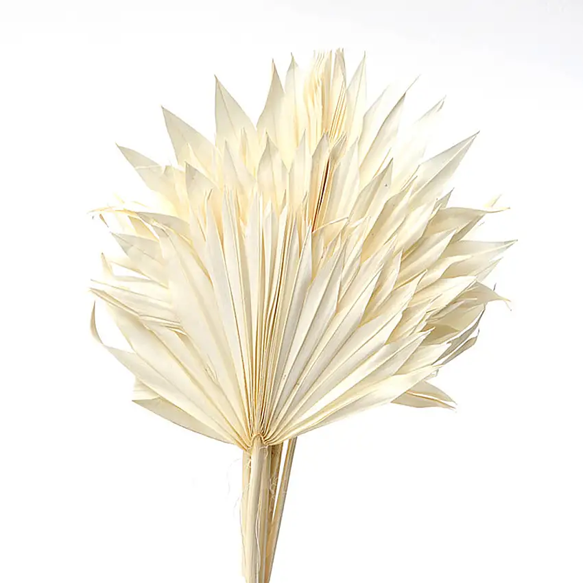 4 Pezzi • Palm sun cut 3 mazzi da 7 pezzi bianche • 65 cm