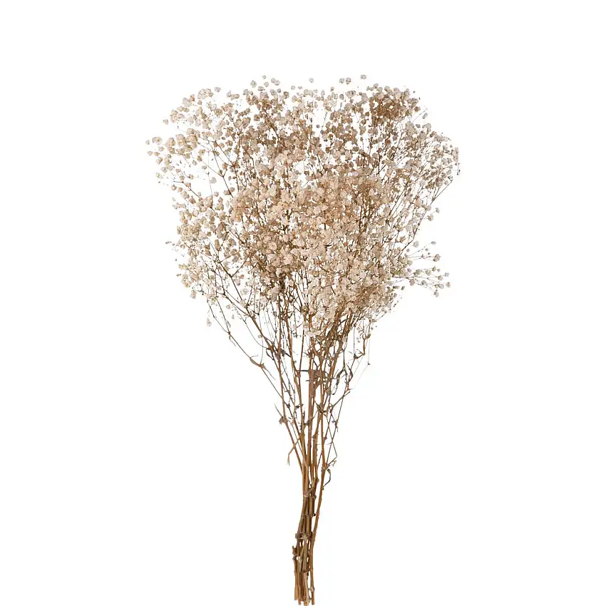 2 Pezzi • Gypsophila grande preservata • 65 cm