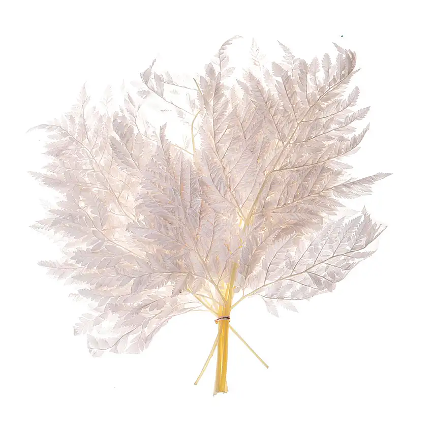 2 Pezzi • Felce 2 mazzi da 10 pezzi sbiancata preservata • 45 cm