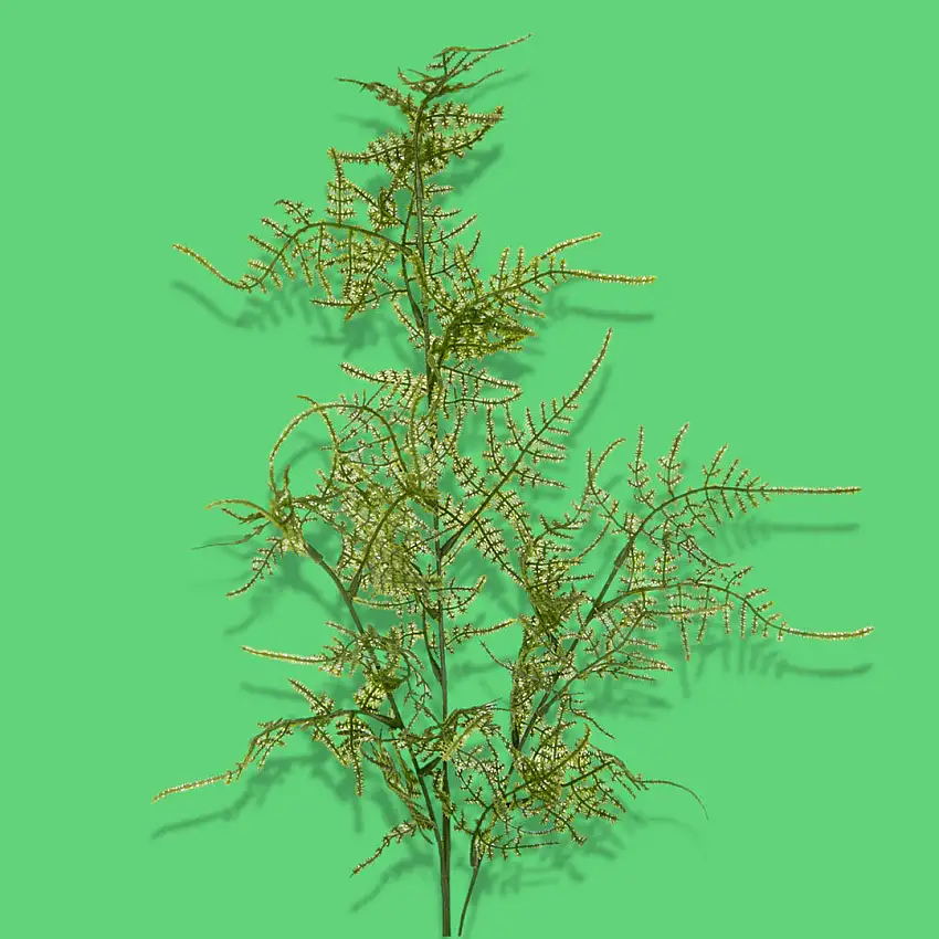 4 Pezzi • Asparagus artificiale •  70 cm