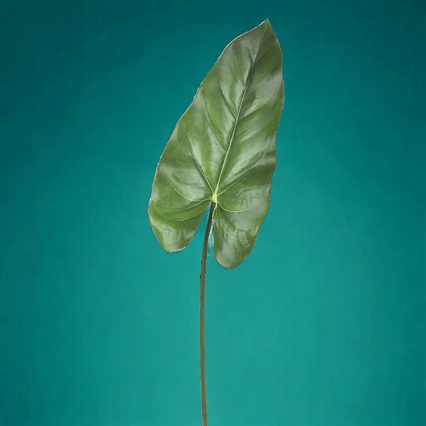 4 Pezzi • Foglia di calla artificiale •  74 cm