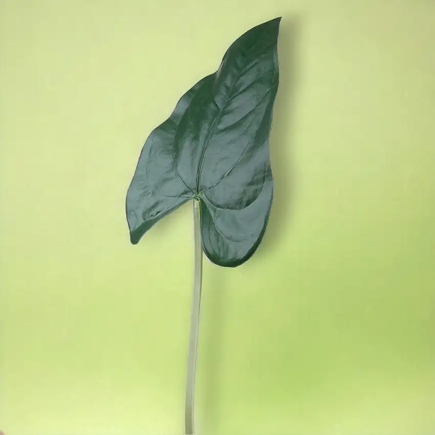 4 Pezzi • Foglia anthurium artificiale •  55 cm
