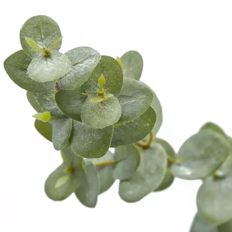 EDG Enzo De Gasperi Eucalipto x5 H145 Verde Salvia