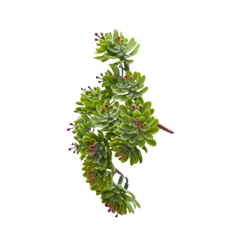 EDG Enzo De Gasperi Crassula ovata 12cm