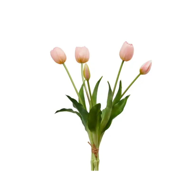TULIPANO GOMM OLIS MZ5PZ H40 LT PINK