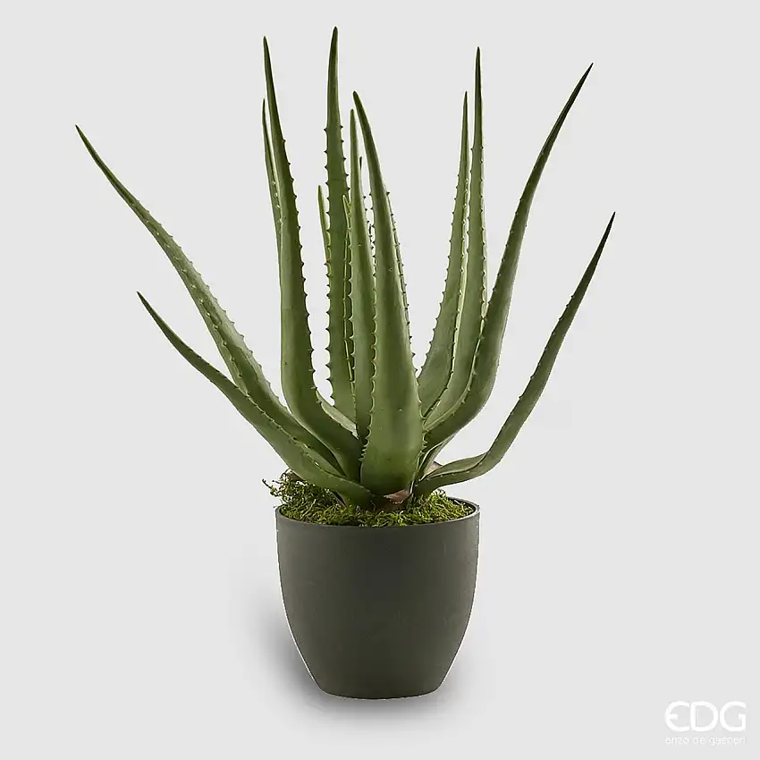 Aloe Chic con Vaso h.55 Edg