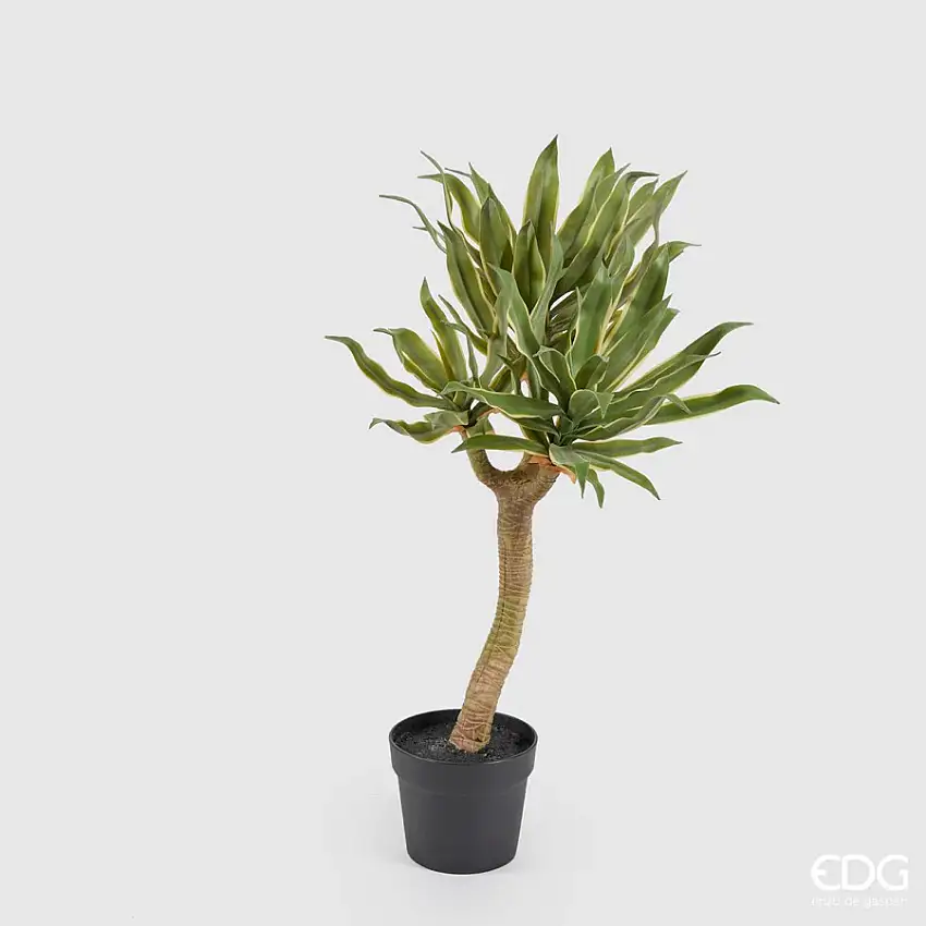 Agave Chic con Vaso h.70 Edg