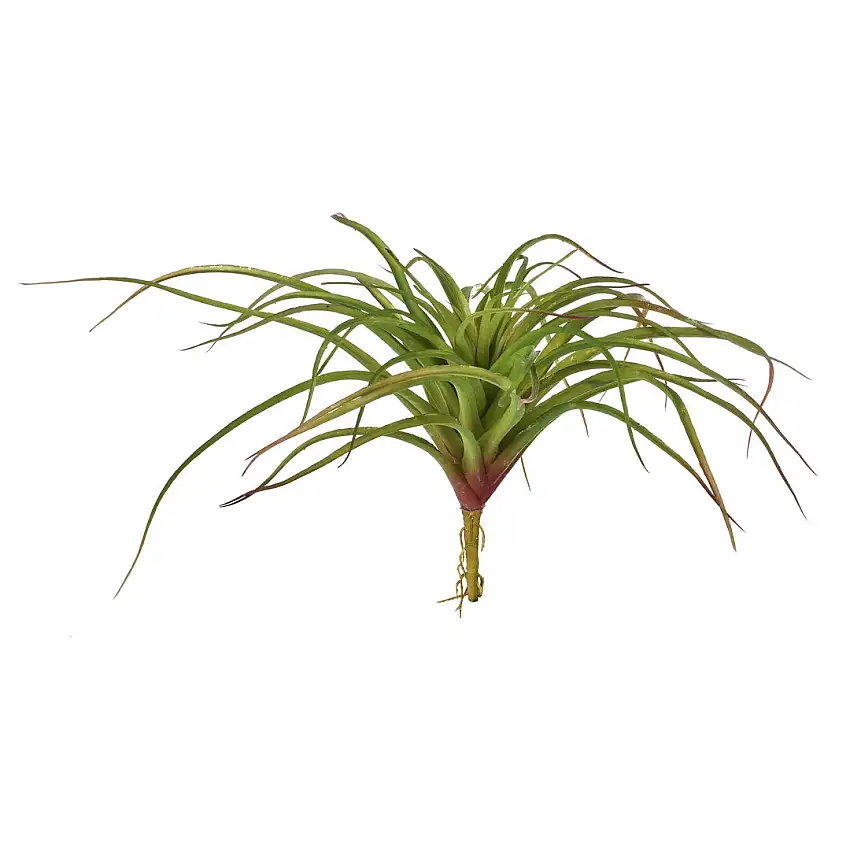 Tillandsia misure artificiale •  40 cm