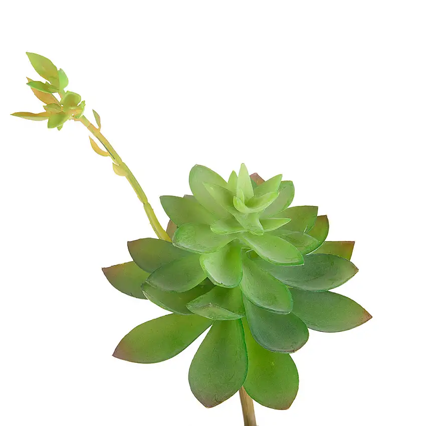 4 Pezzi • Echeveria cactus artificiale •  21 cm