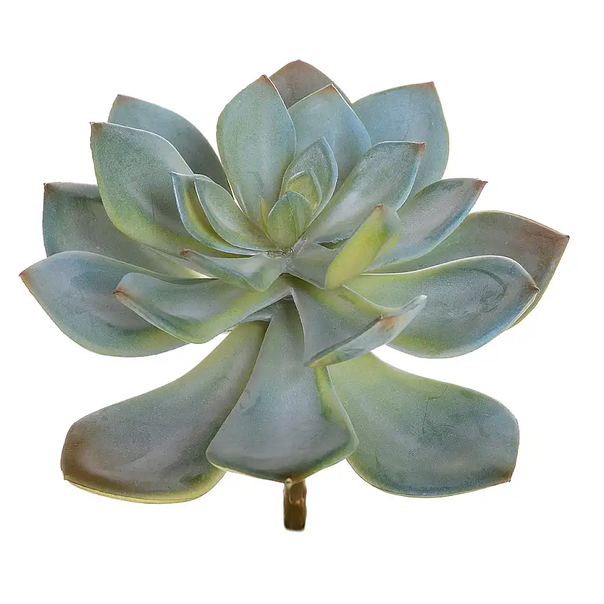 2 Pezzi • Succulent artificiale •  15 cm